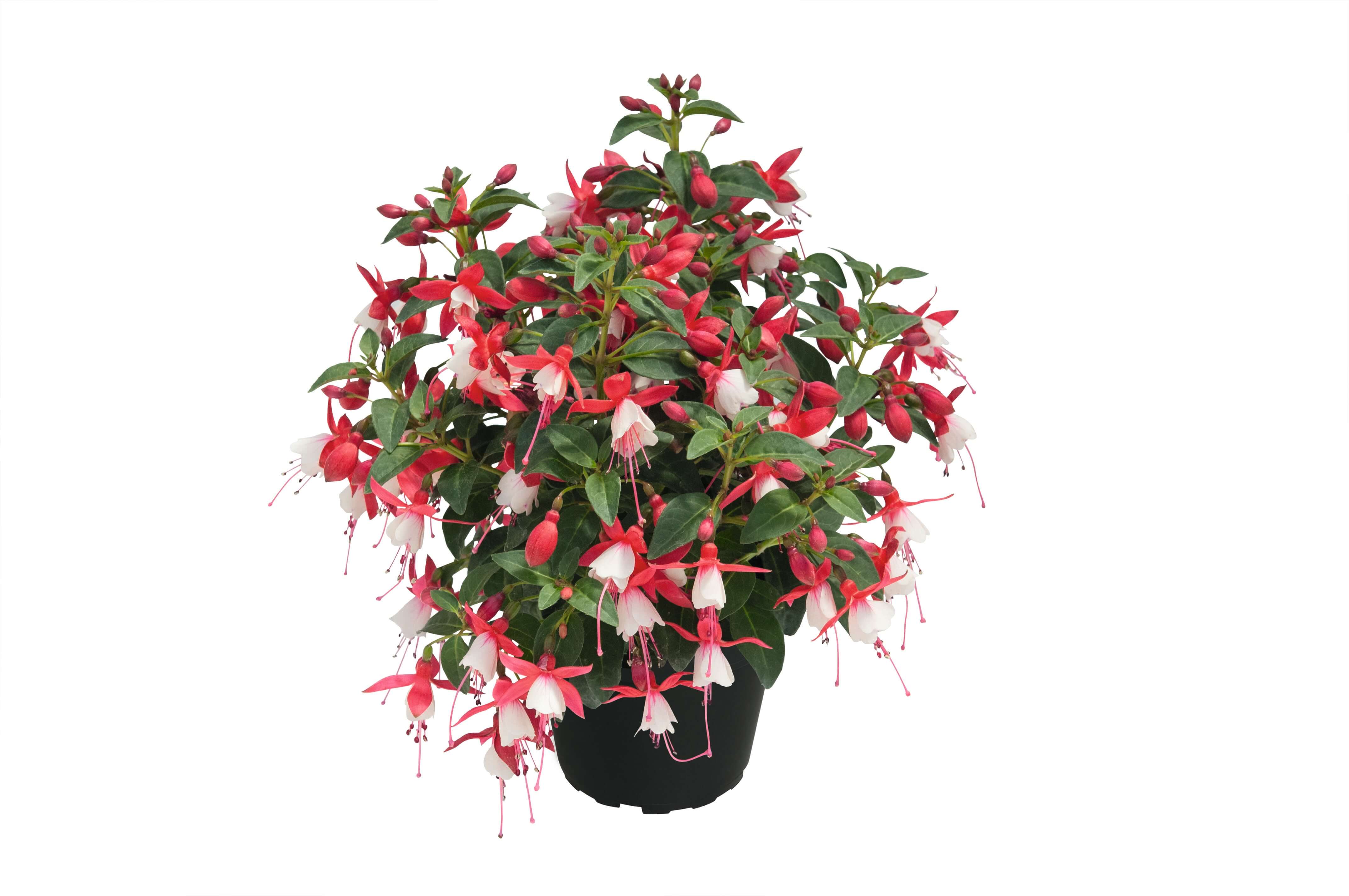 Fuchsie (Fuchsia) 'Shadow Dancer™ Shanaya' T12, stehend