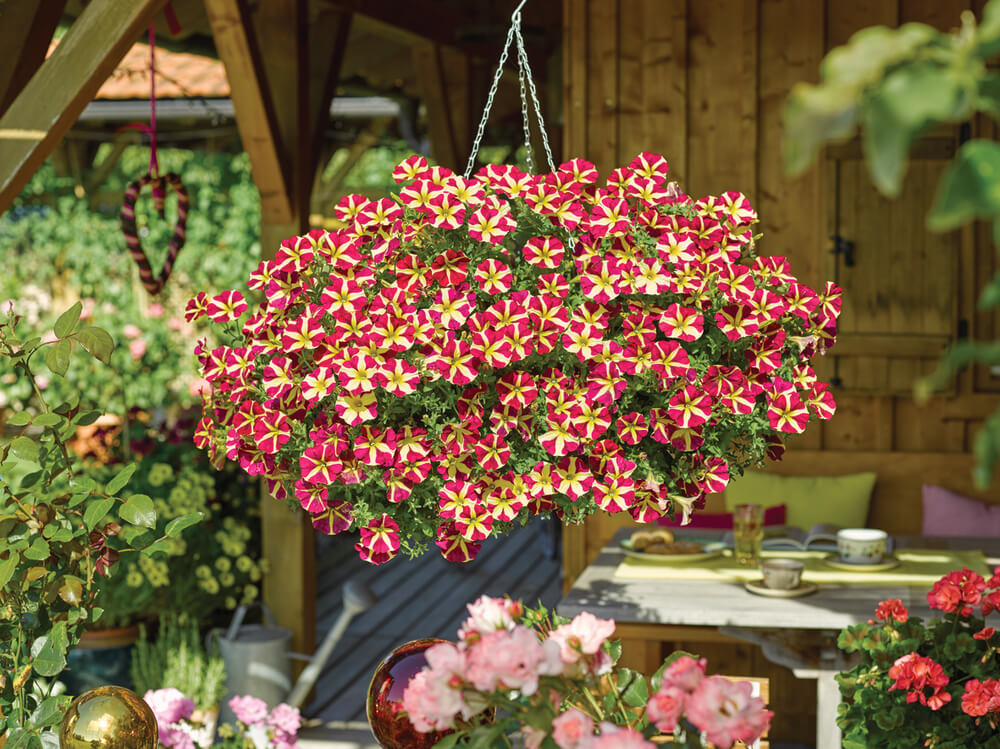 Petunie (Petunia) 'Amore® Queen of Hearts' T12