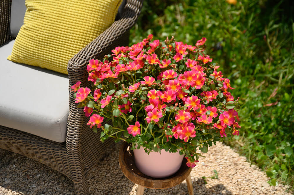 Portulak-Röschen (Portulaca)