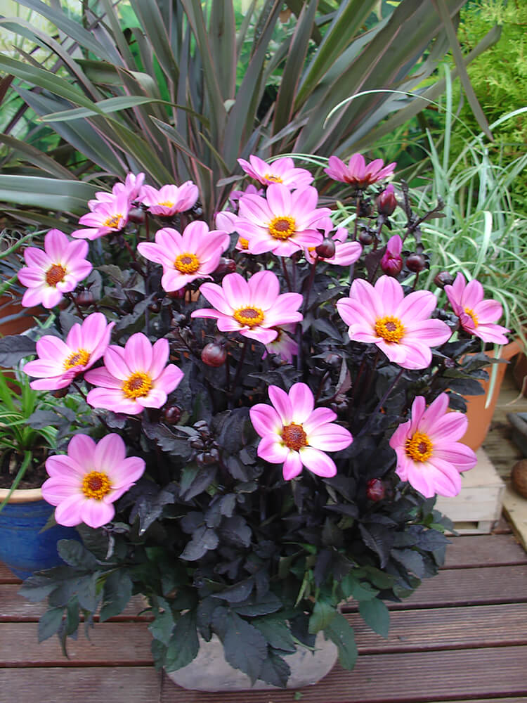 Dahlie (Dahlia coccinea) 'Happy Days® Pink' T12