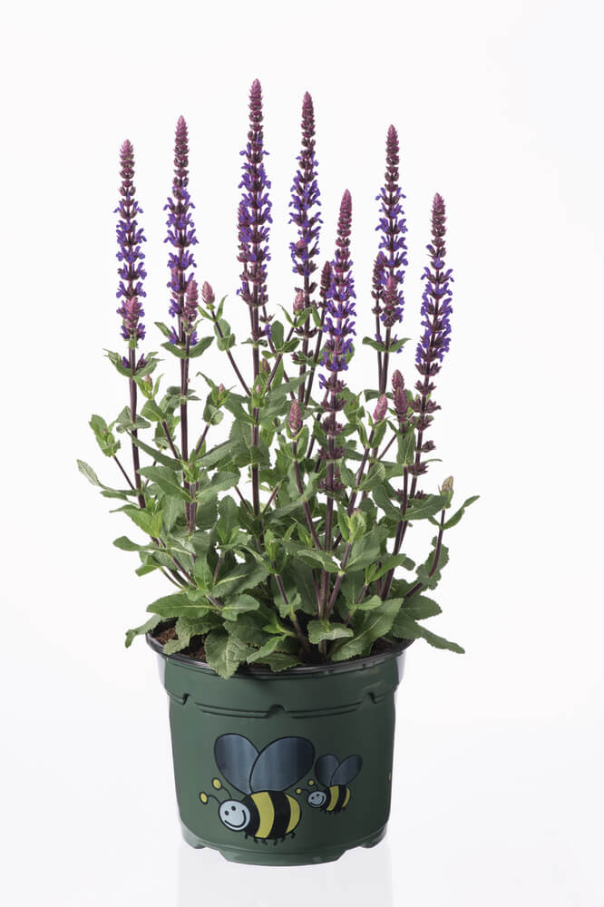 Steppen-Salbei (Salvia nemorosa) 'Caradonna'  T12