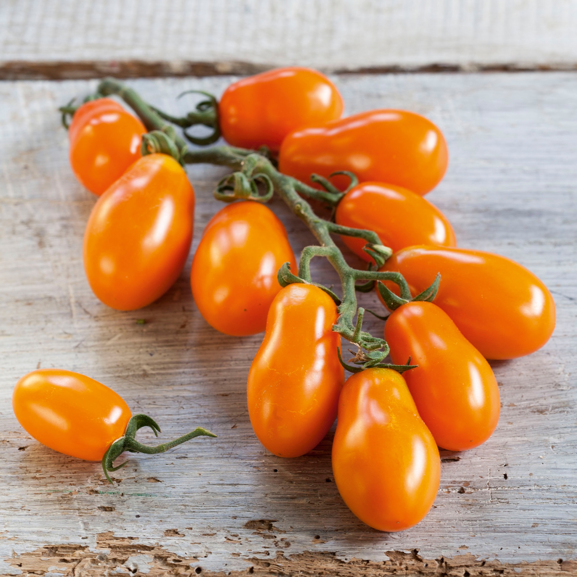Tomate_Mirado Orange © Volmary Veredelte Tomaten im Spar-Set | 3 Stück