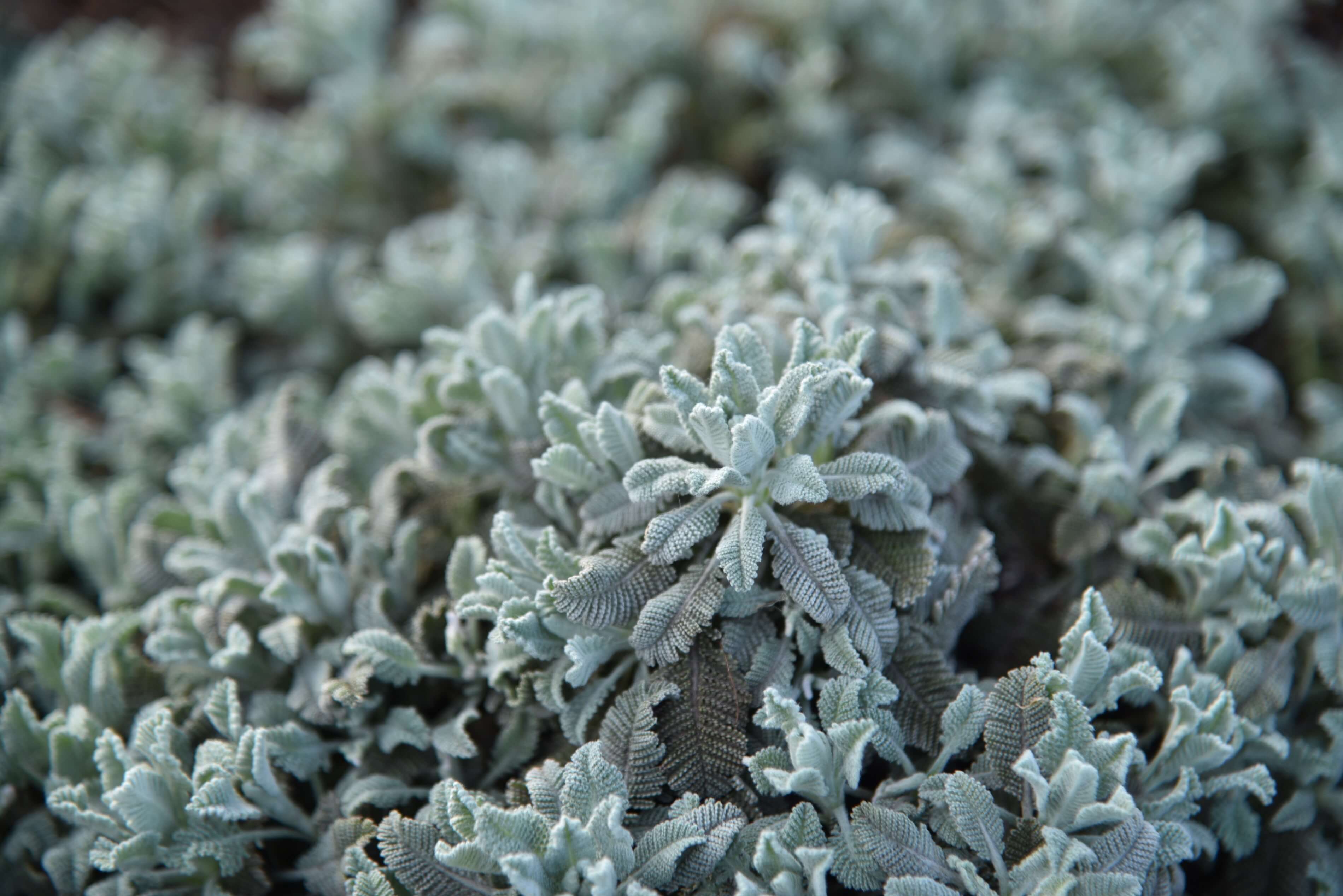 Silberblatt-Margerite (Tanacetum haradjanii) 'Little Frosty' T13 - winterhart