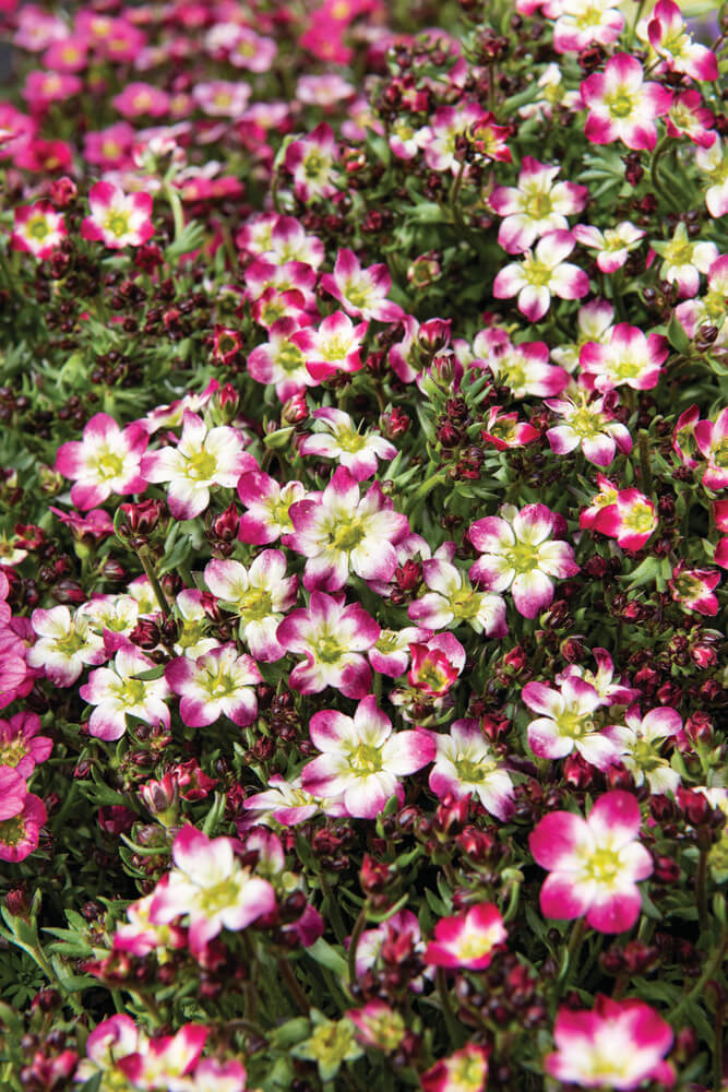 Moos-Steinbrech (Saxifraga x arendsii) 'Marto Picotee Red' T12 - winterhart  