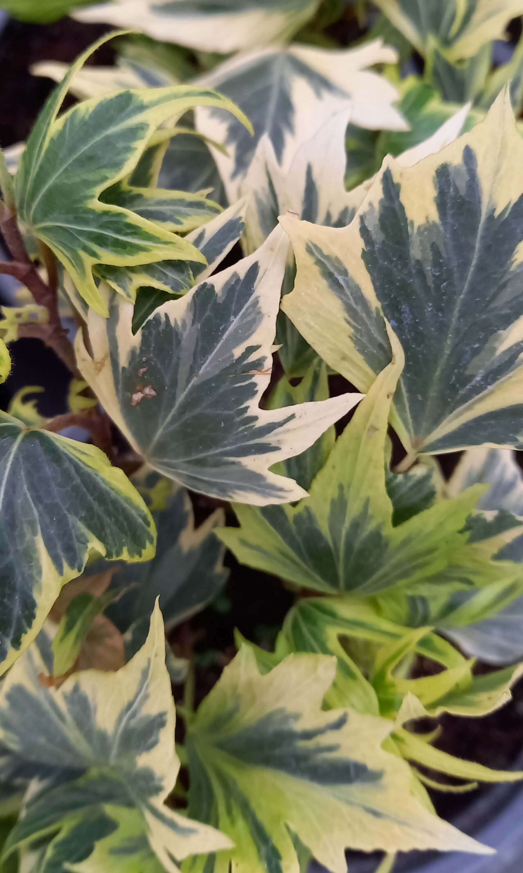 Efeu (Hedera helix) 'White Ripple' T12 - winterhart | 881_142