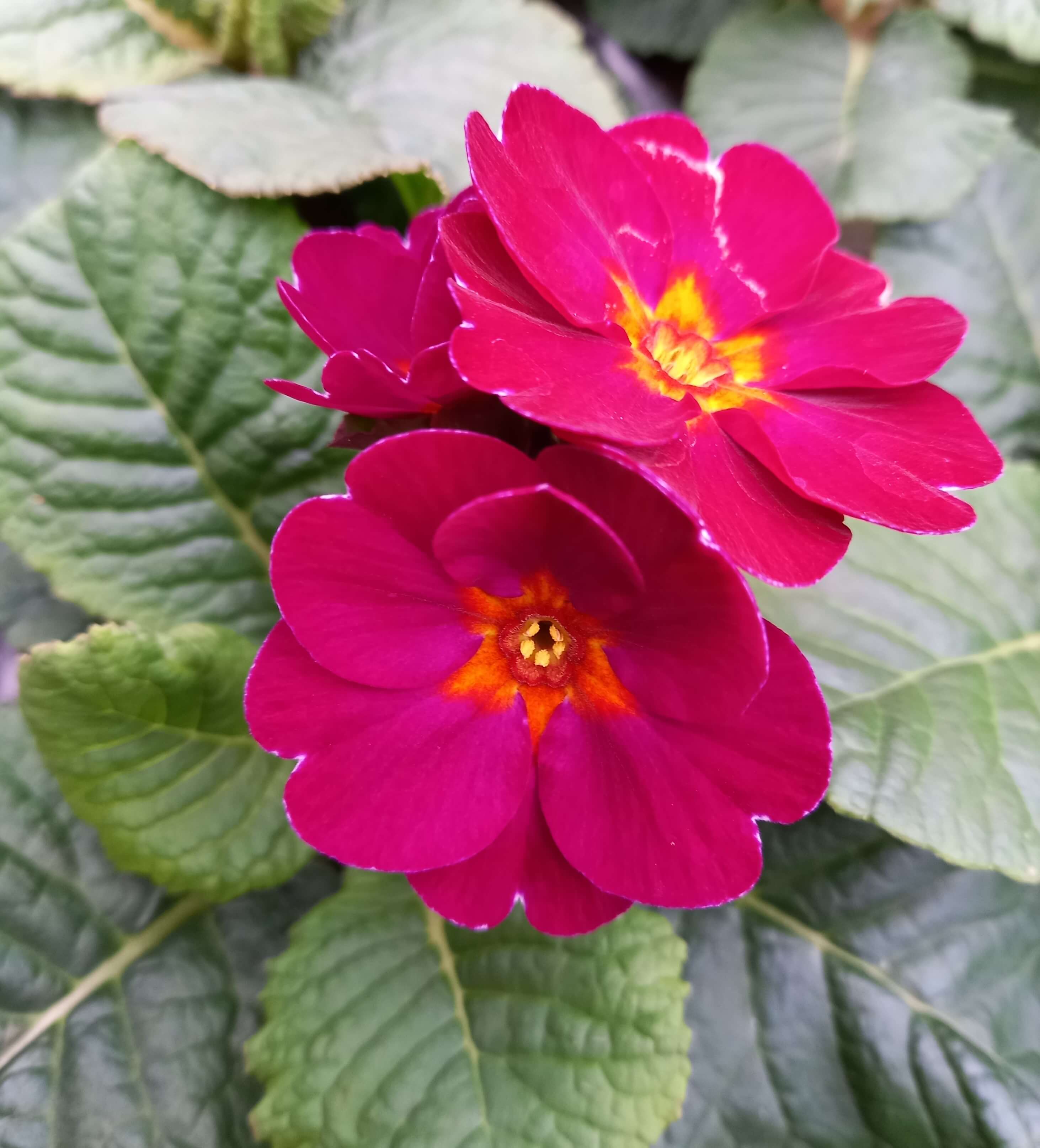 Stängel-Primel (Primula elatior) 'Sibel Purple' | 3 Stück