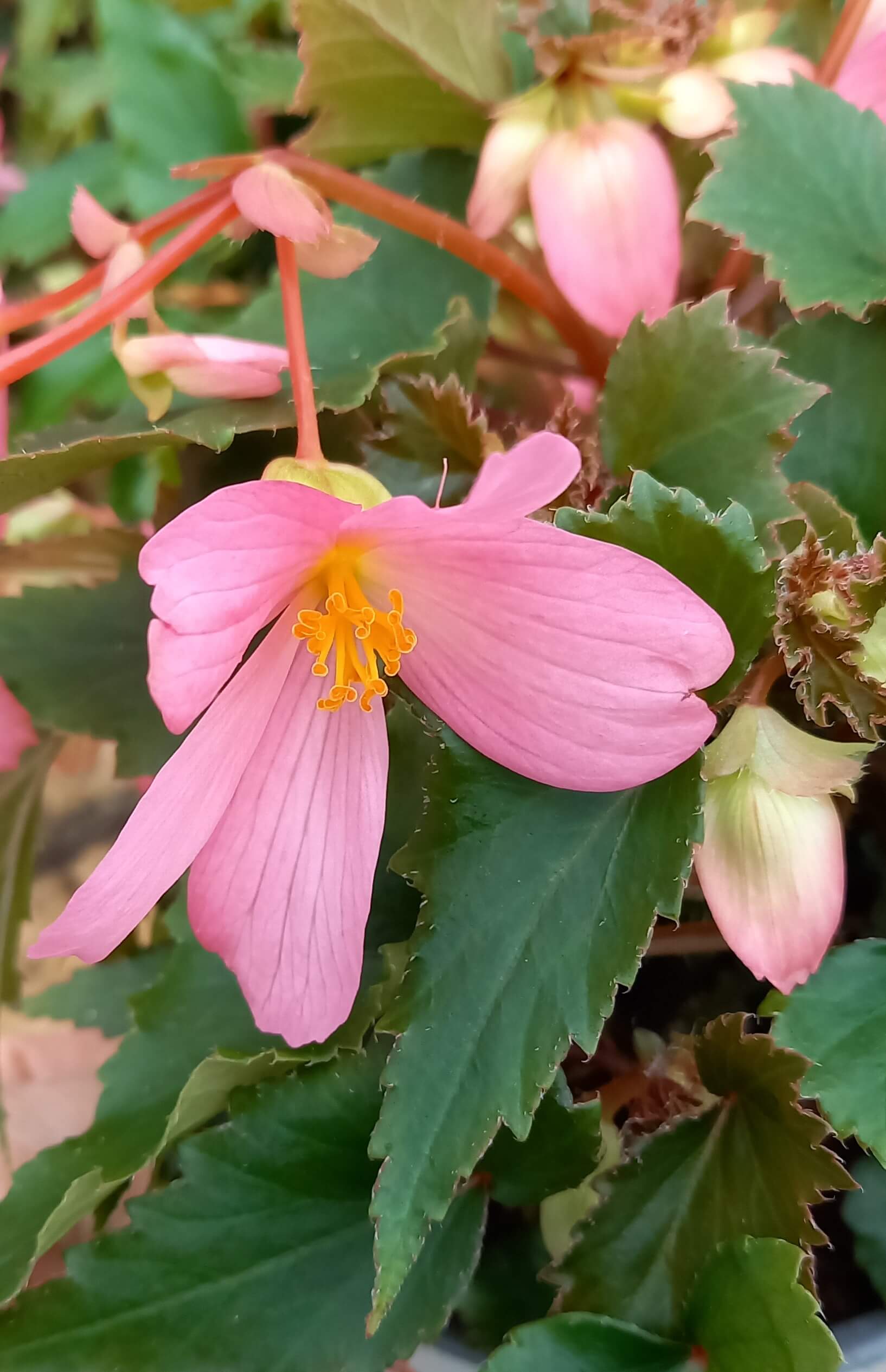 Begonie (Begonia boliviensis) 'ShineBright® Pink' T12, hängend