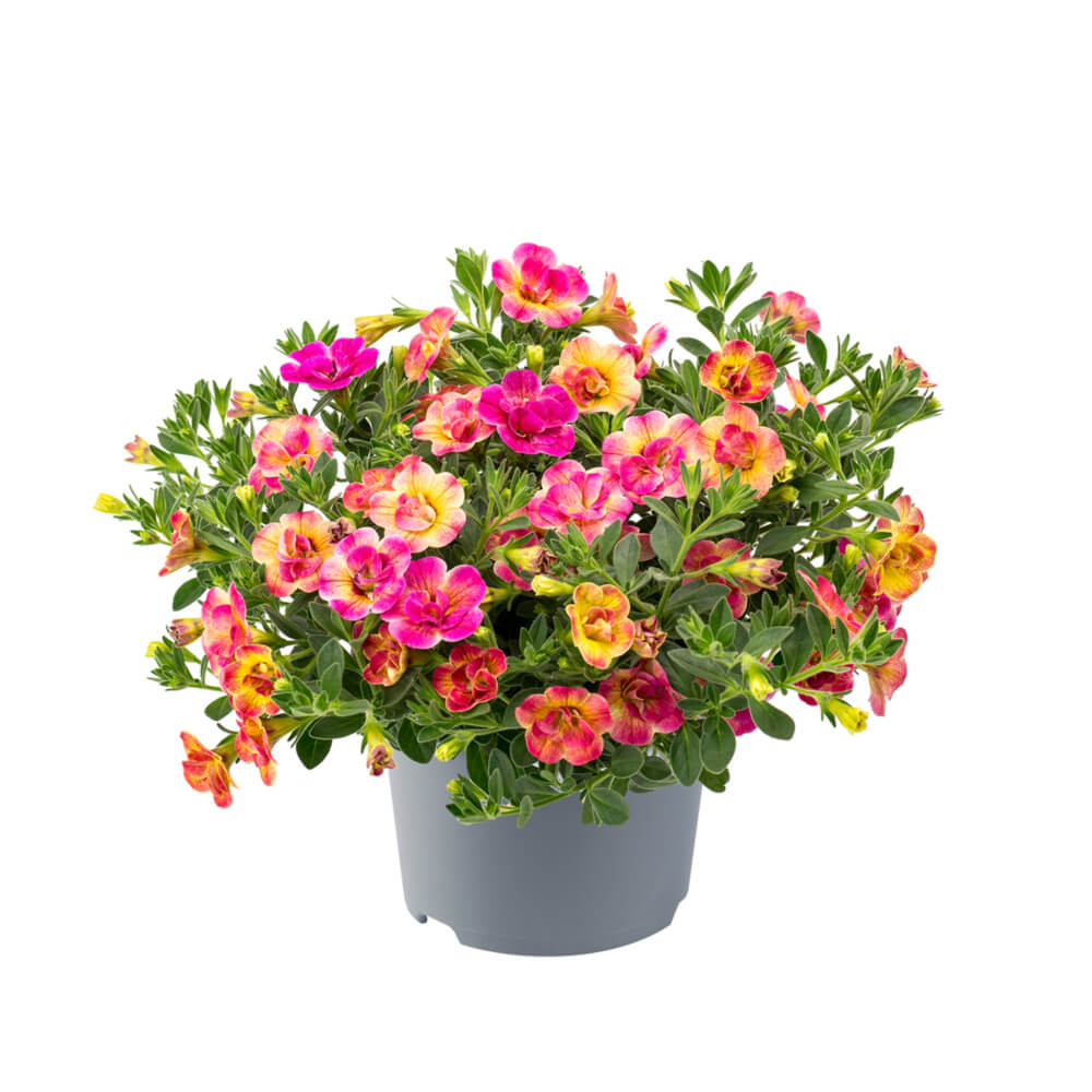 Zauberglöckchen (Calibrachoa parviflora) 'Chameleon® Double Pink Yellow' T12