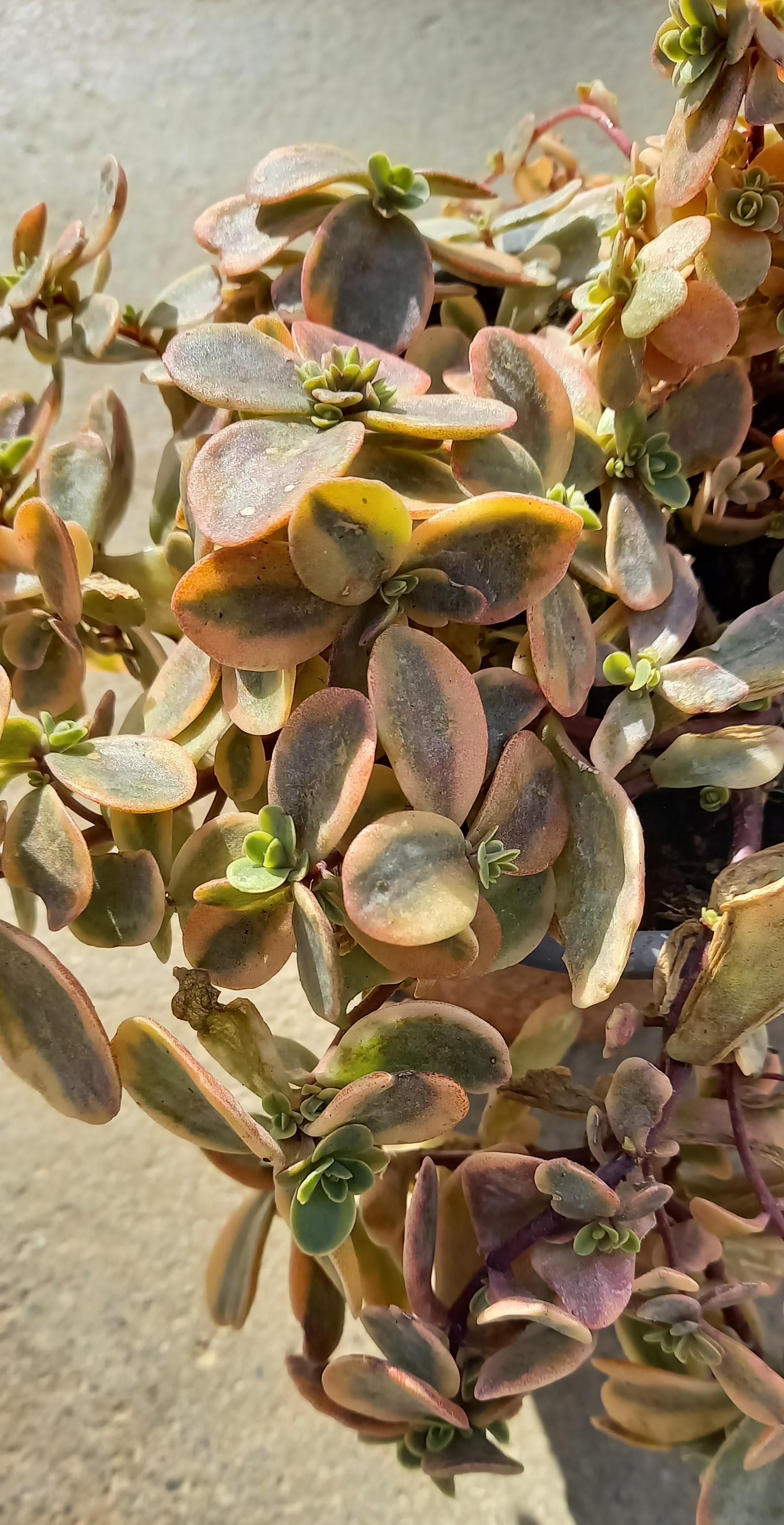 Mauerpfeffer (Sedum) 'Sunsparkler™ Wildfire' T12 - winterhart 