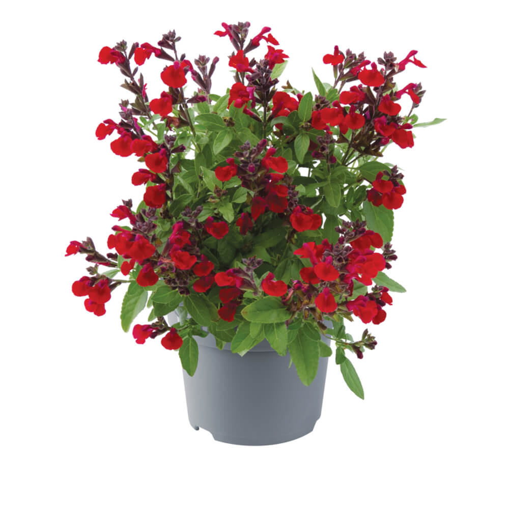 Herbst-Salbei (Salvia greggii) 'Mirage™ Cherry Red' T13