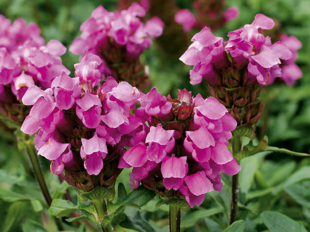 Großblütige Braunelle (Prunella grandiflora) 'Rosenkugel' T12
