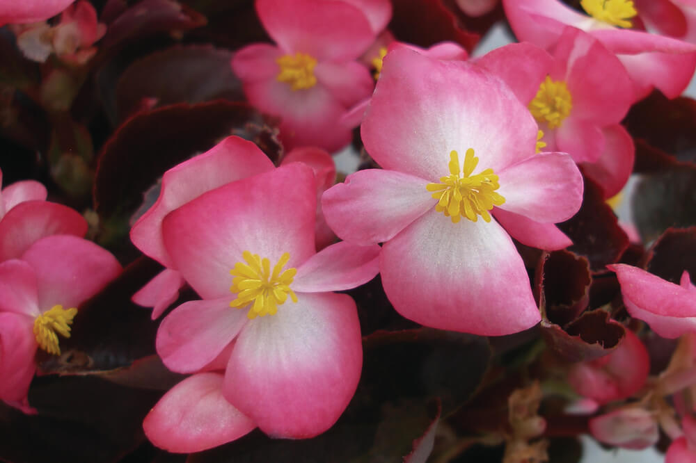 Eisbegonie (Begonia semperflorens) dunkellaubig Bicolor rosa | 12 Stück