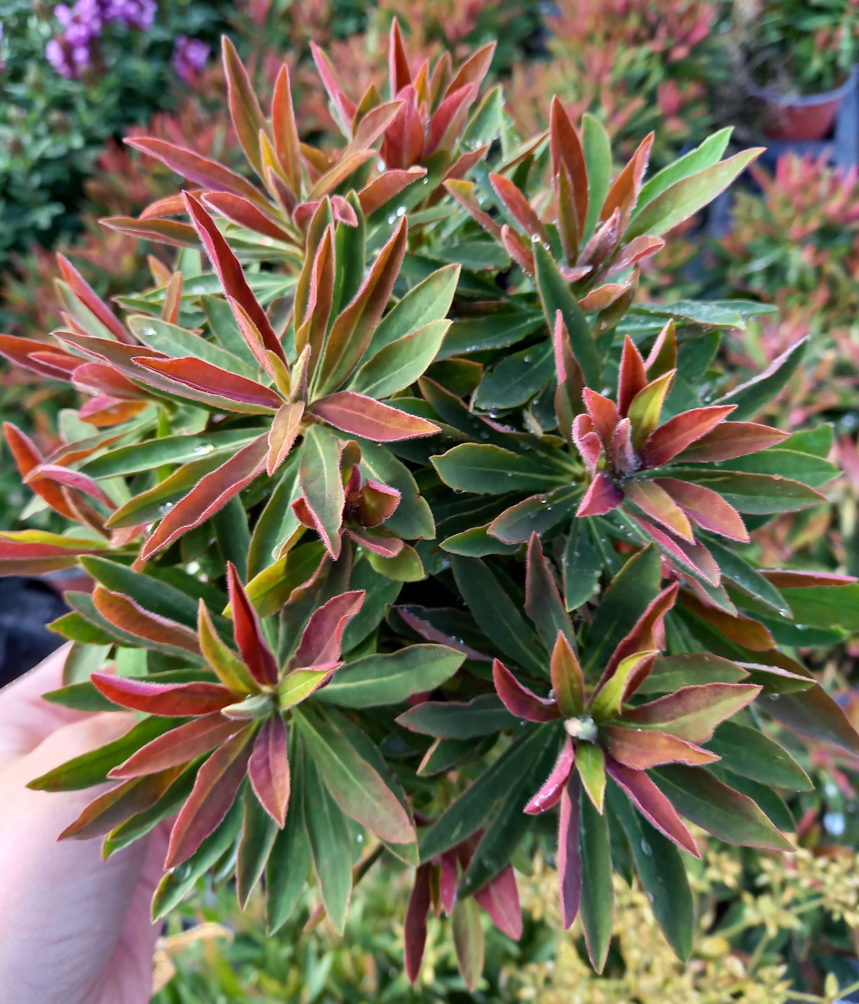 Mandelblättrige Wolfsmilch (Euphorbia amygdaloides) 'Medea' T12 - winterhart 