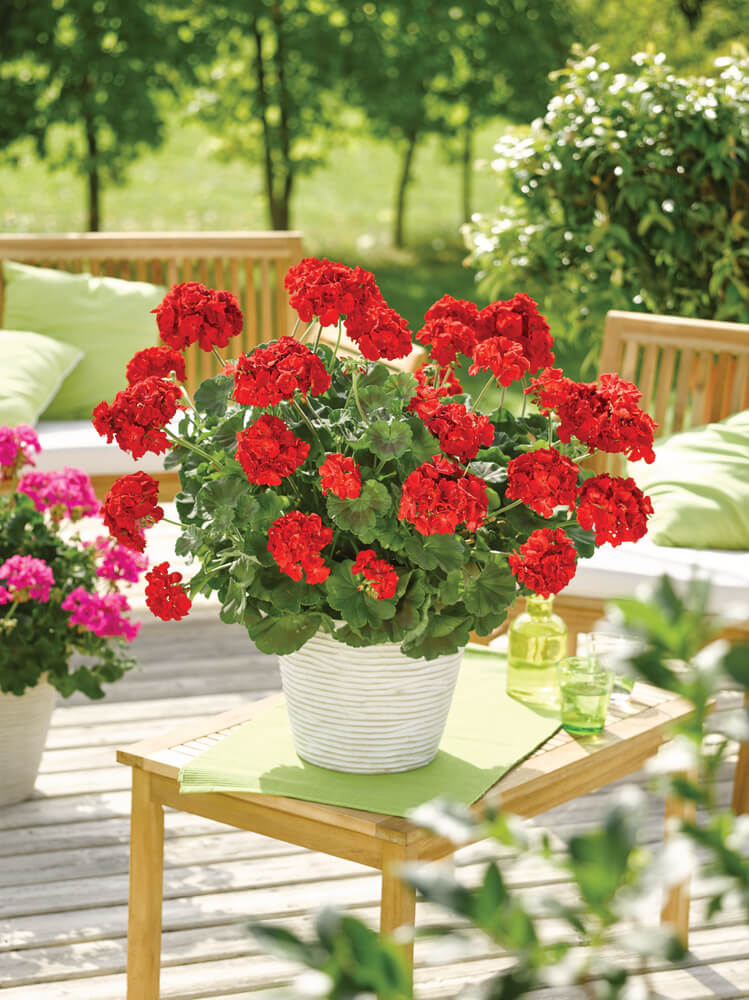 Geranie stehend (Pelargonium zonale) | rot | 2 Stück