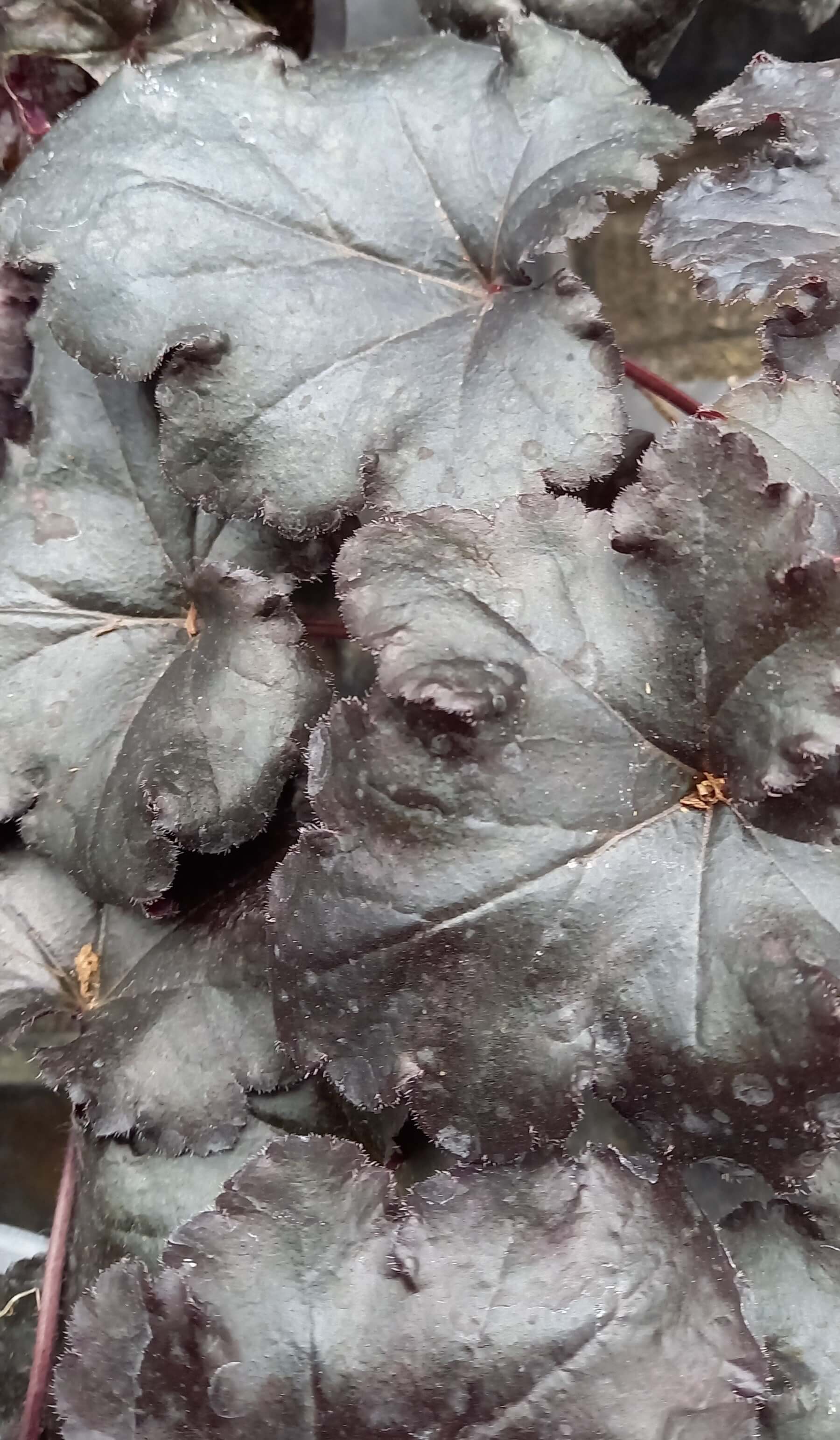 Purpurglöckchen (Heuchera) 'Black Pearl' T12 - winterhart  